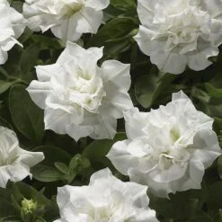 Blanket® Double White Petunia Plant