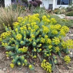 Blue Haze Euphorbia (Leafy Spurge)