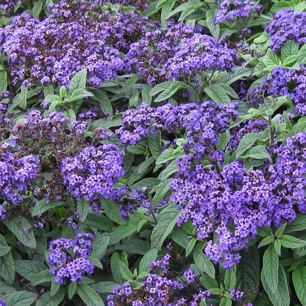 Marino™ Blue Heliotrope Plant