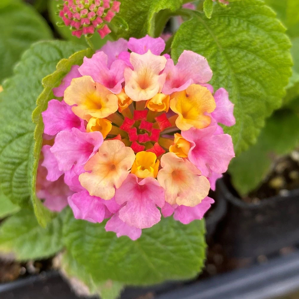 Blush Pink Lantana Plant