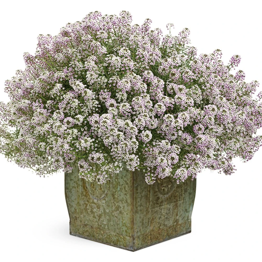 Blushing Princess® Lobularia Plant