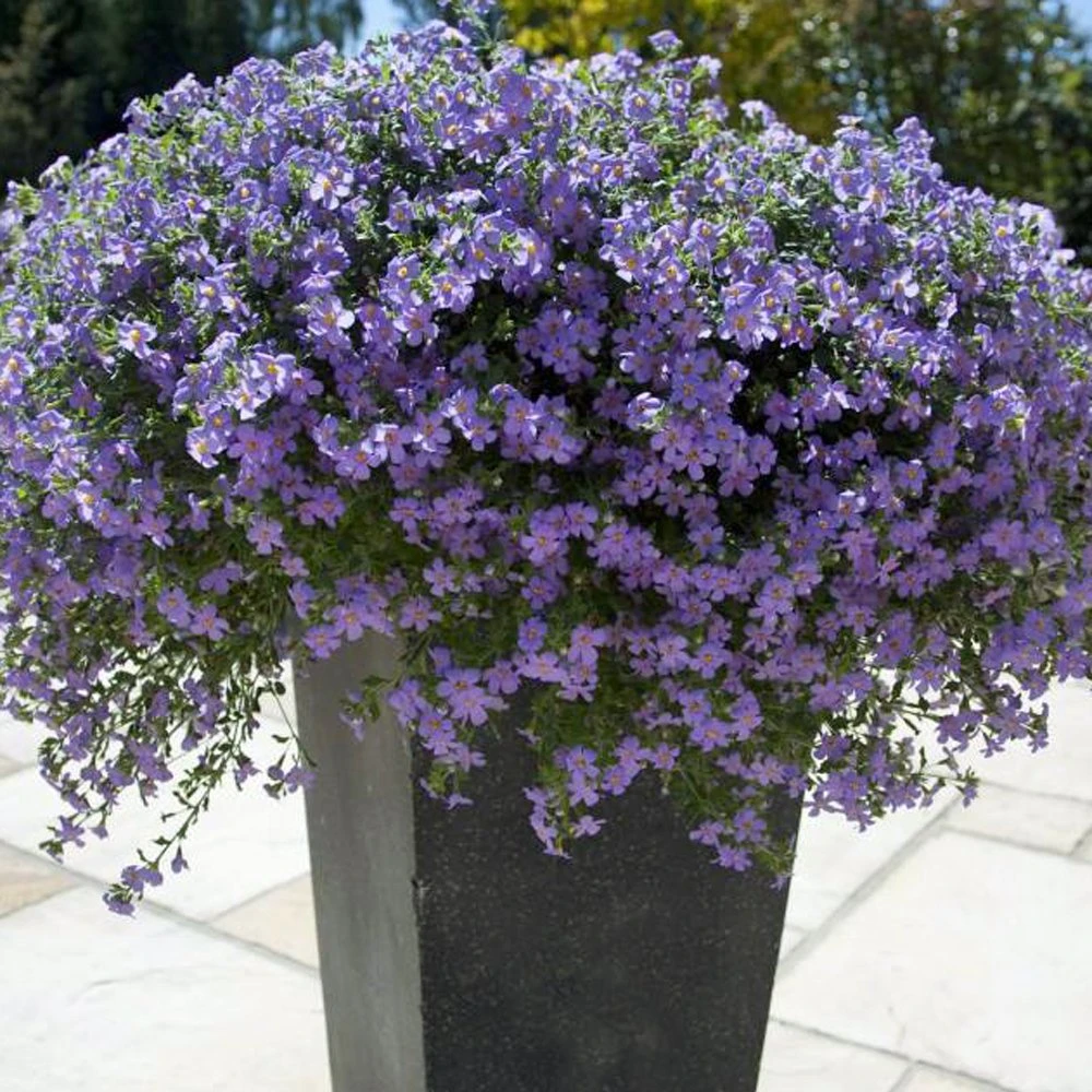 Blutopia® Blue Bacopa Plant