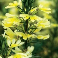 Bombay® Yellow Scaevola