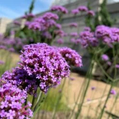 Bonariensis Cloud Verbena Plant