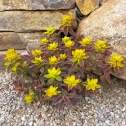 Bonfire Euphorbia (Spurge)