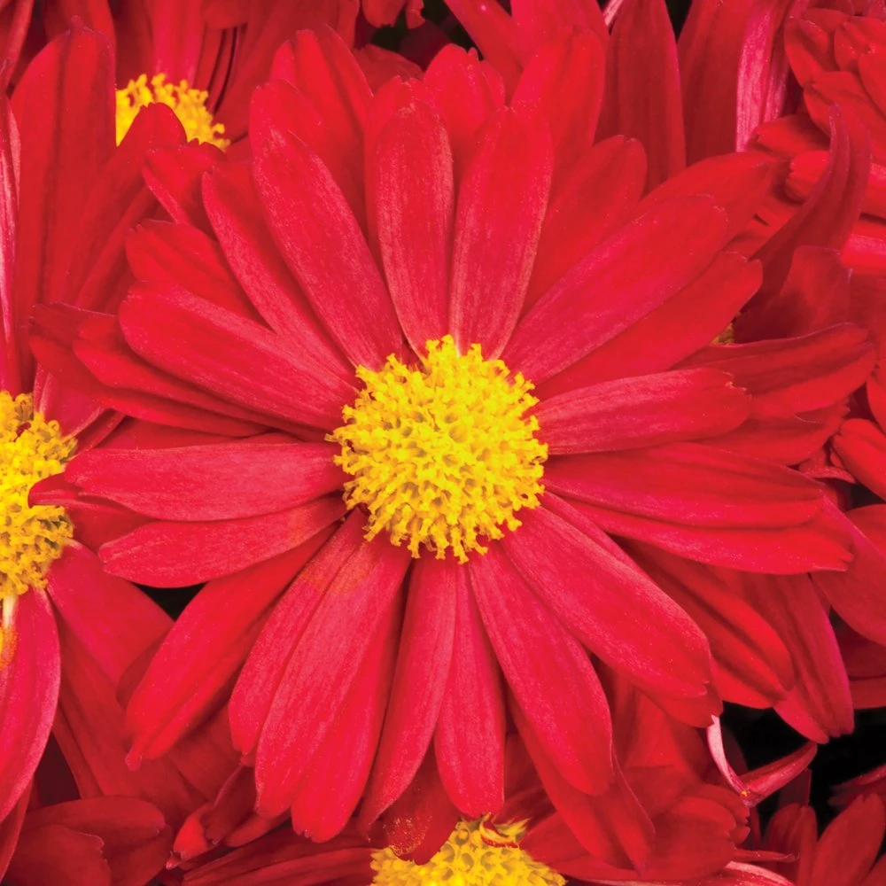Bonnie™ Red Yoder Garden Mum Plant