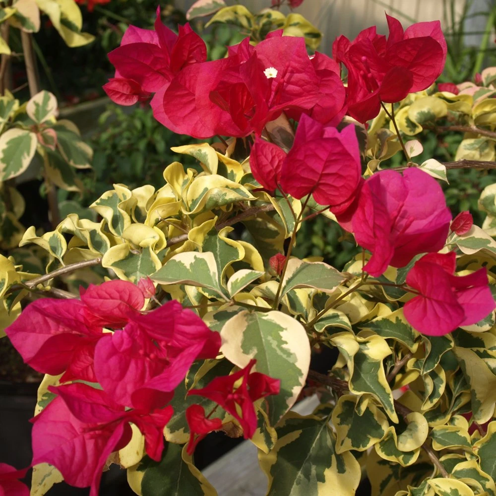 Raspberry Ice Bougainvillea Plant