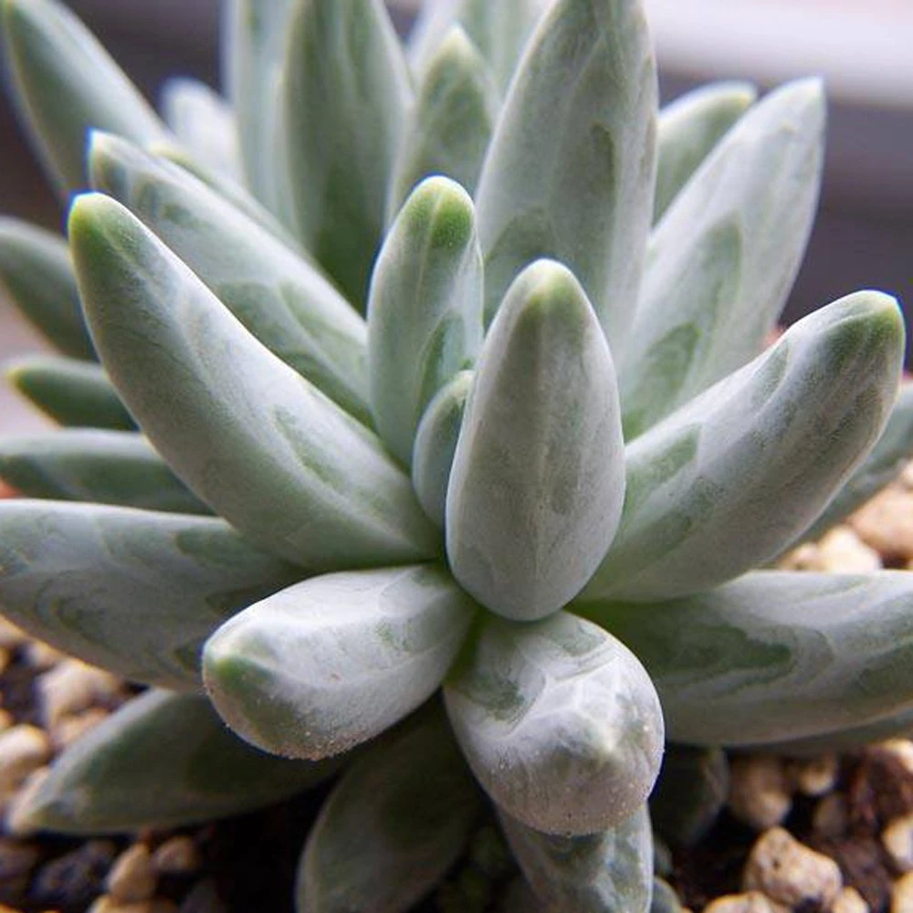 Bracteosum Pachyphytum (Moonstone)