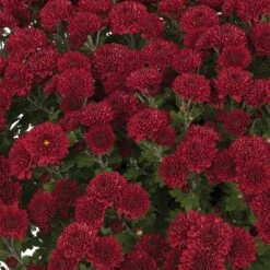 Brandi™ Burgundy Yoder Garden Mum Plant