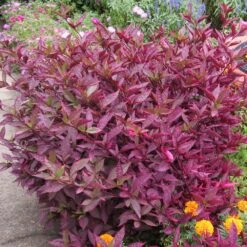 Brazilian Red Hot Alternanthera Plant