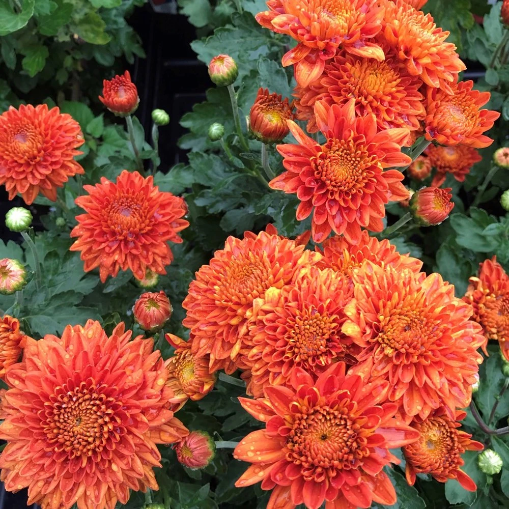 Burnt Copper Perennial Mum Plant