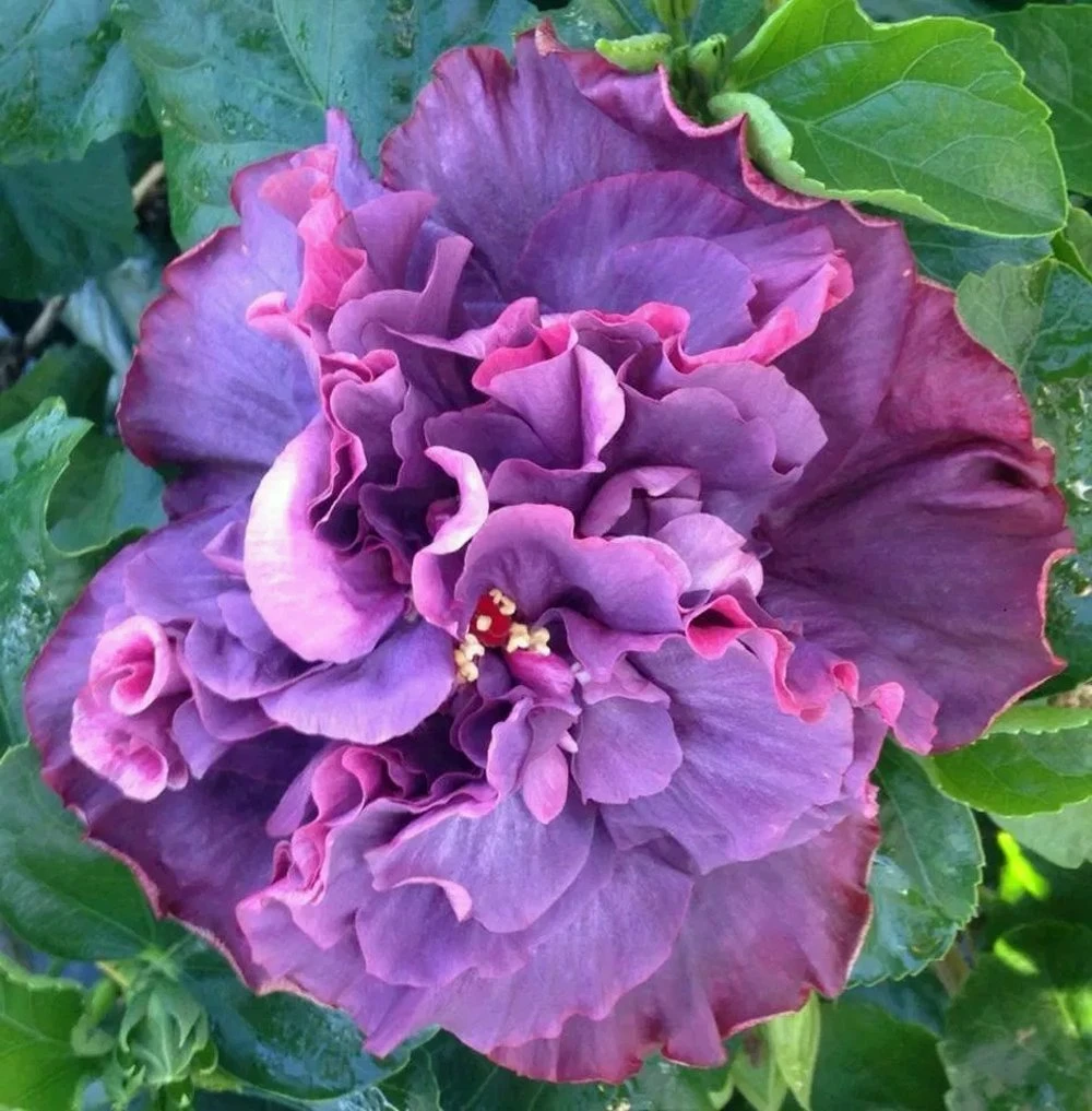 Bayou Rose Cajun Hibiscus