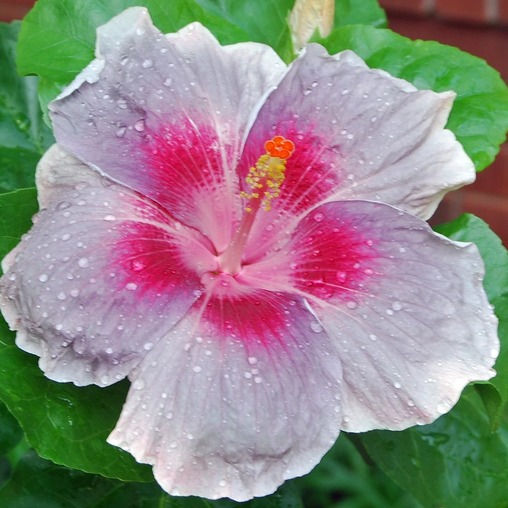 City Slicker Cajun Hibiscus
