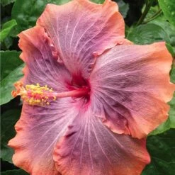 Gabriel Cajun Hibiscus