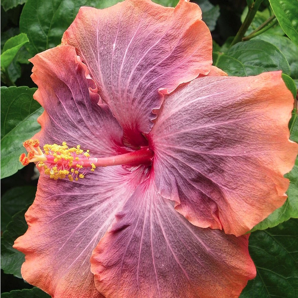 Gabriel Cajun Hibiscus