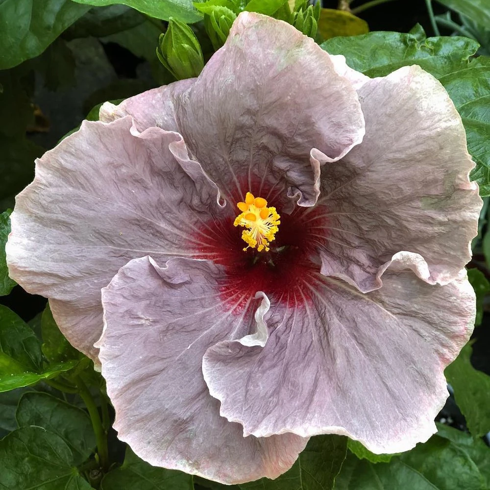 Midnight Cajun Hibiscus