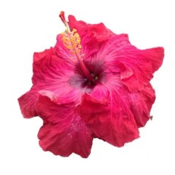 Maiden Cajun Hibiscus