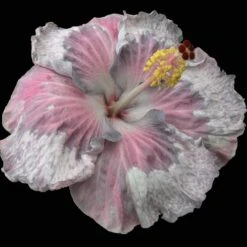Snow On The Mountain Cajun Hibiscus