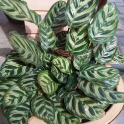 Calathea Makoyana