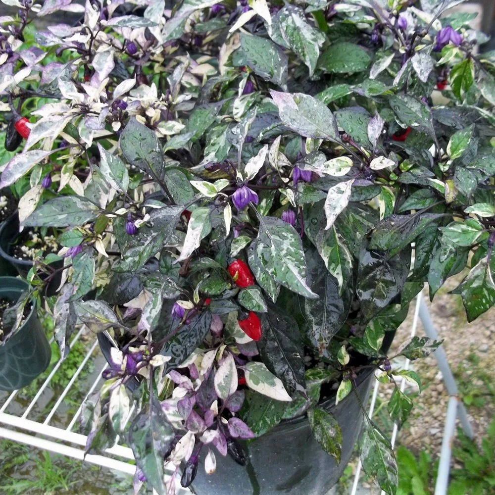 Calico Ornamental Pepper