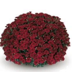 Belgian Mum® Camina Red Plant