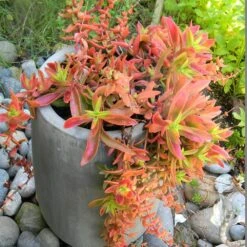 Campfire Crassula