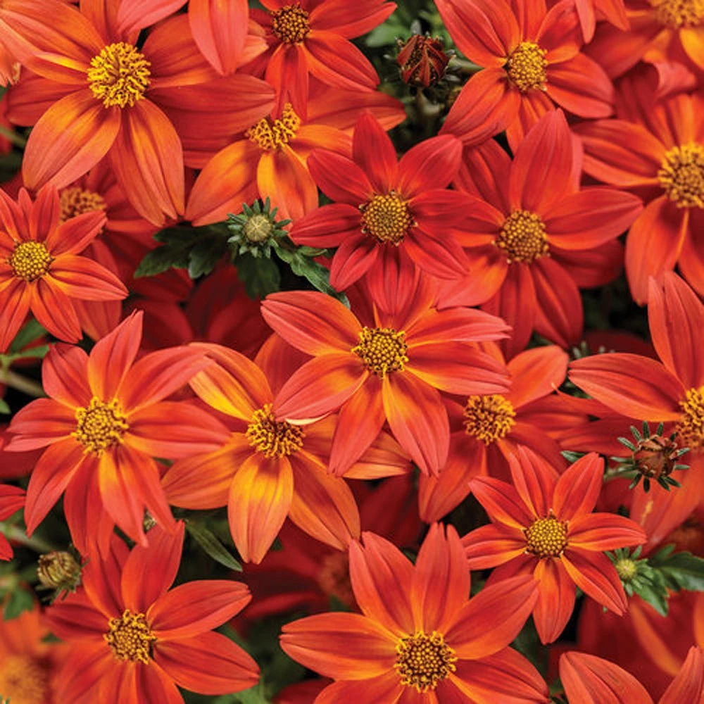 Campfire® Flame Bidens Plant