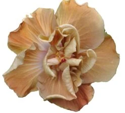 Caramel Rose Cajun Hibiscus