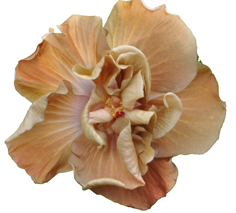Caramel Rose Cajun Hibiscus