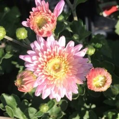 Carrousel Perennial Mum Plant