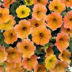 Cascadias™ Indian Summer Petunia Plant