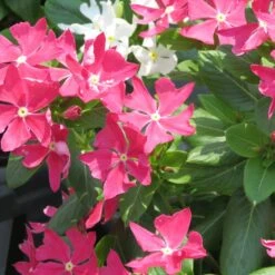 Soiree Crown Rose Catharanthus