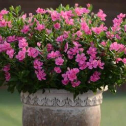 Soiree Double Pink Catharanthus