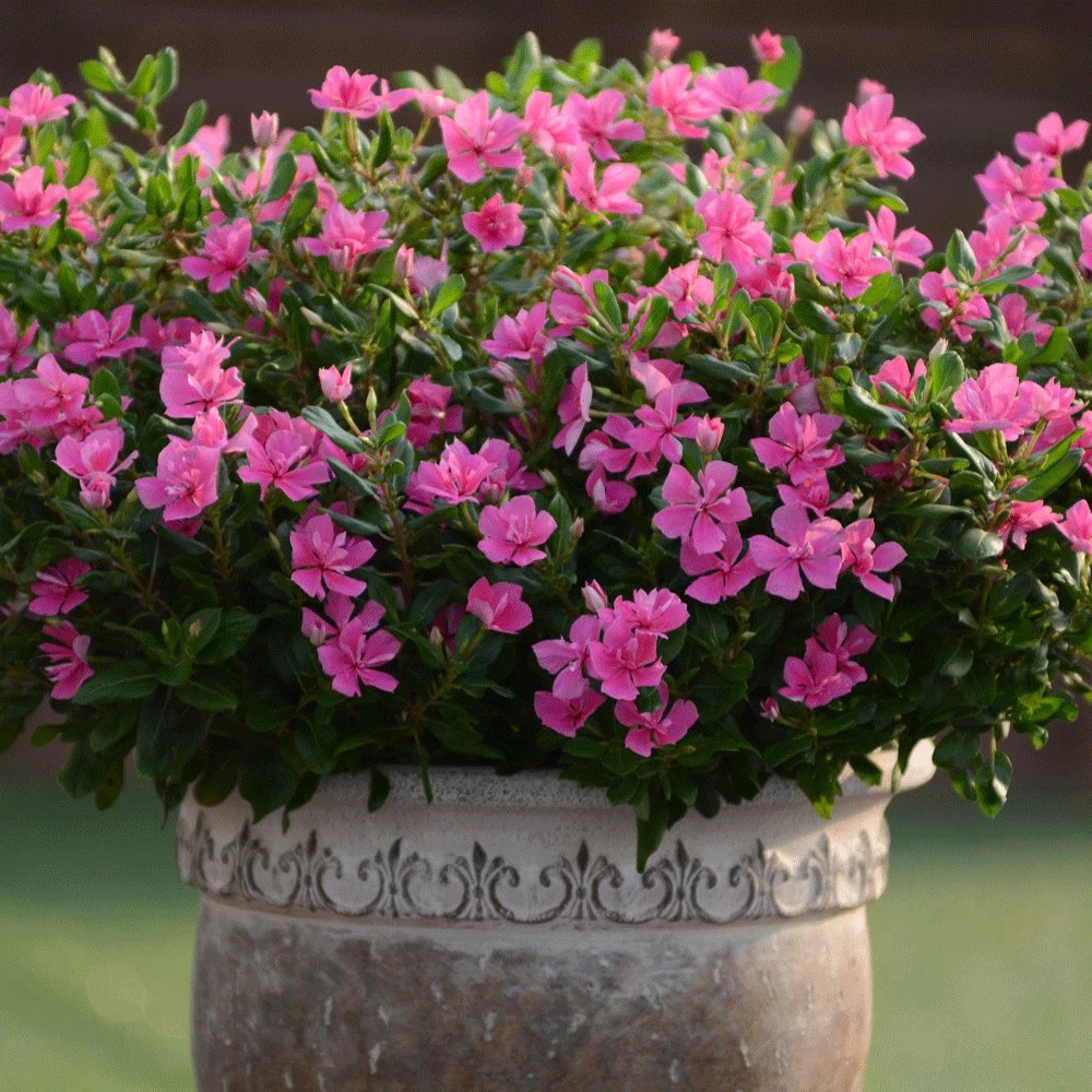 Soiree Double Pink Catharanthus