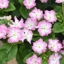 Soiree Flamenco Cheeky Pink Catharanthus