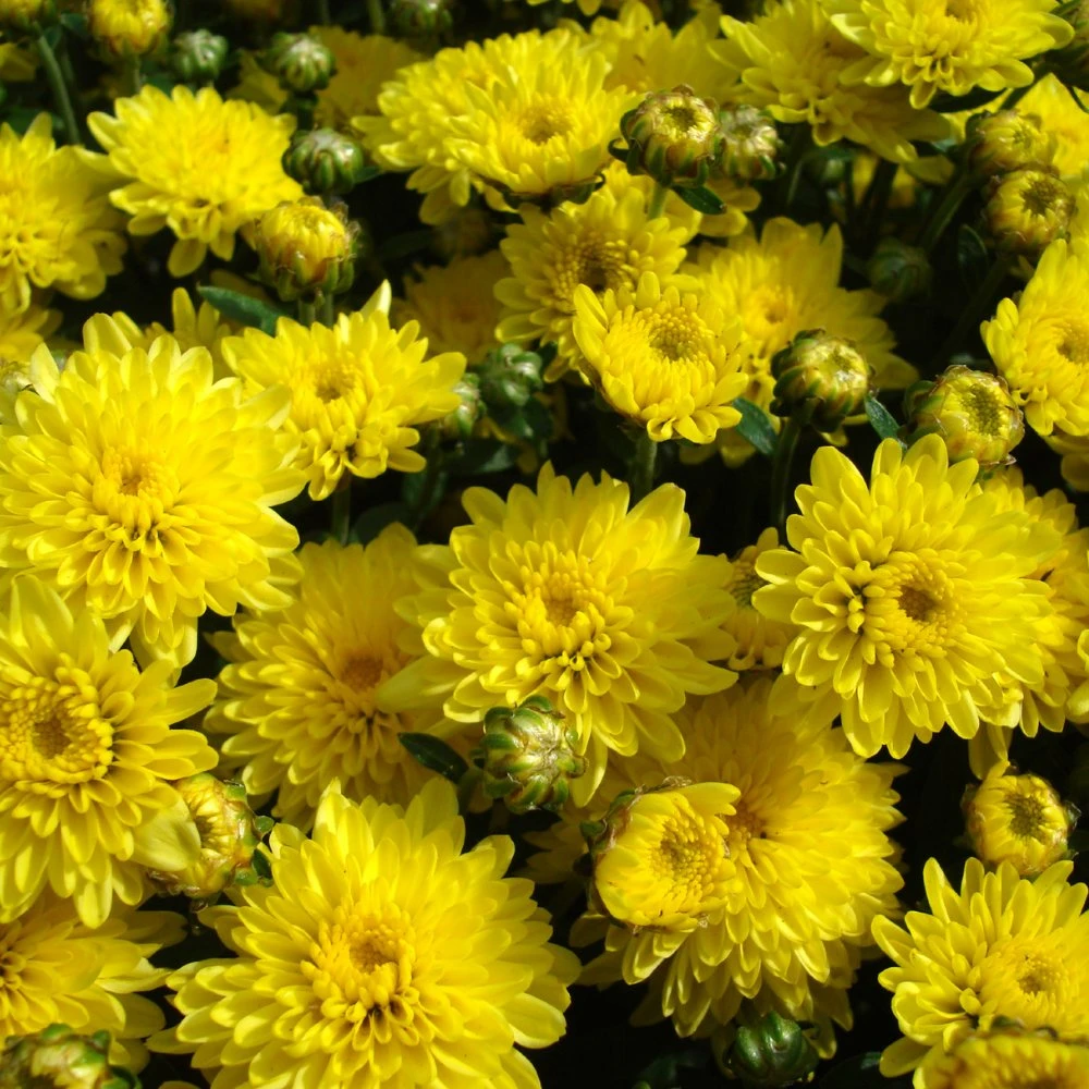 Centennial Sun Perennial Mum Plant