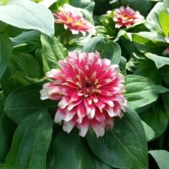 Swizzle Cherry And Ivory Zinnia