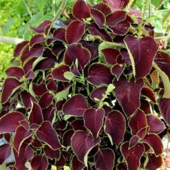 Chocolate Coleus Plant