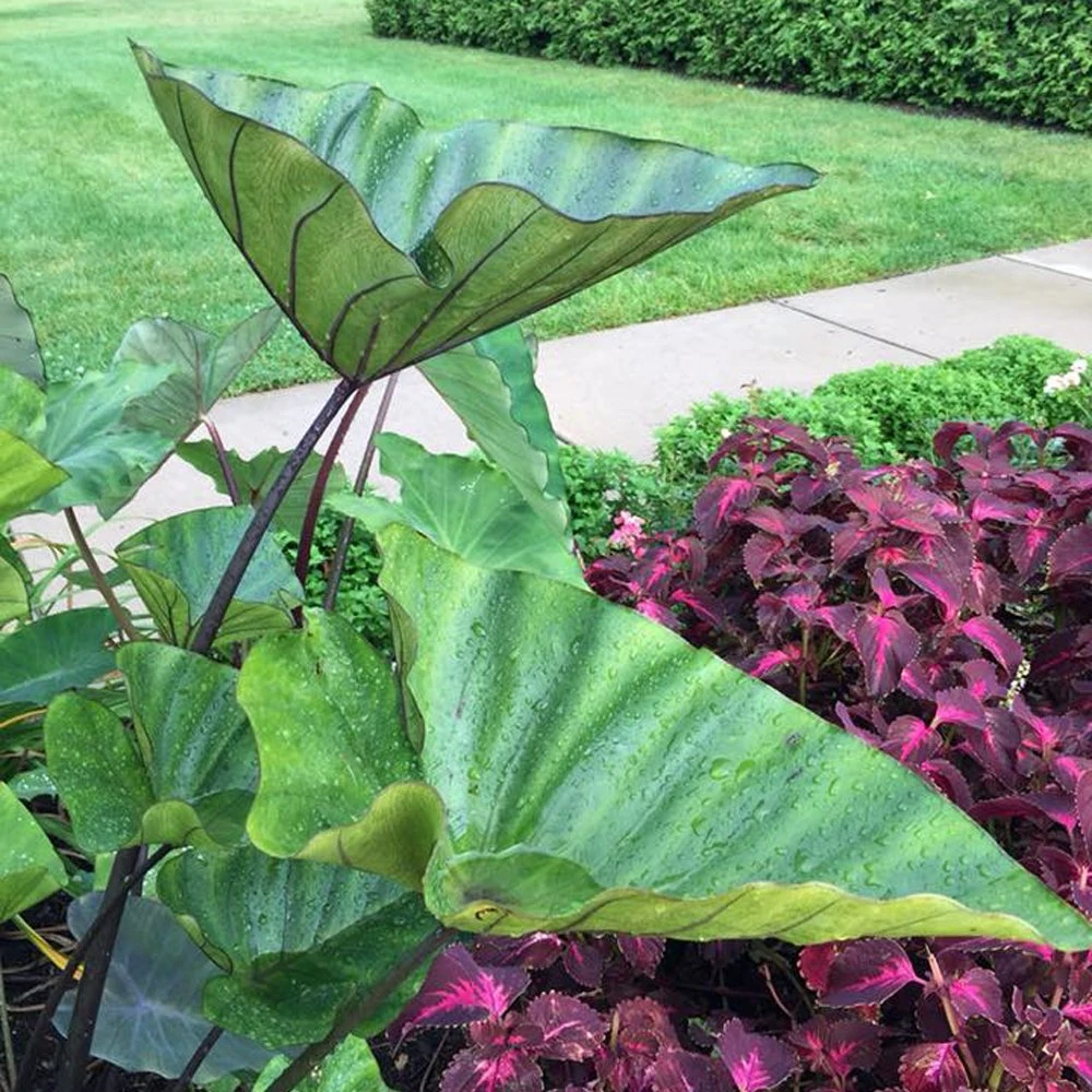 Coffee Cups Colocasia