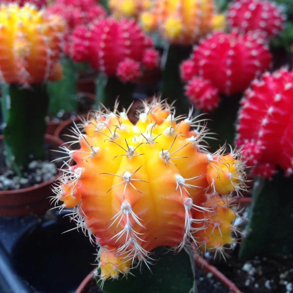 Color Grafted Cactus