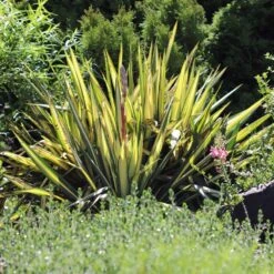 Color Guard Yucca (Spoonleaf)