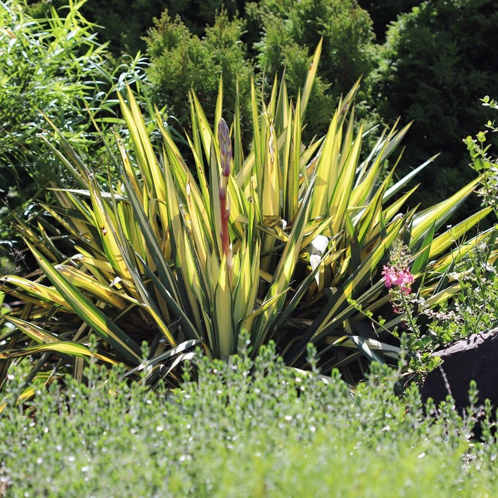 Color Guard Yucca (Spoonleaf)