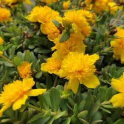 Colorblast Double Yellow Portulaca (Moss Rose)