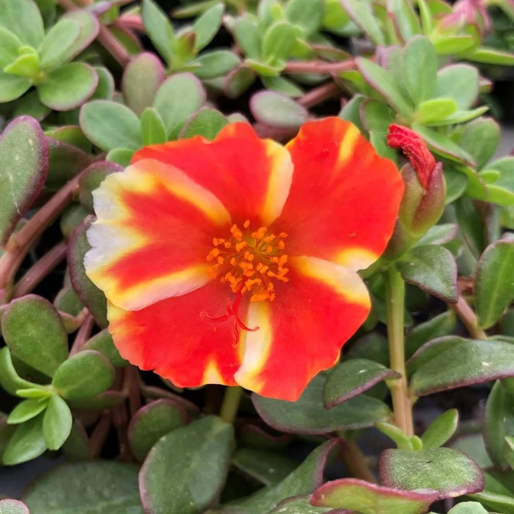 Colorblast Mango Mojito Portulaca (Moss Rose)