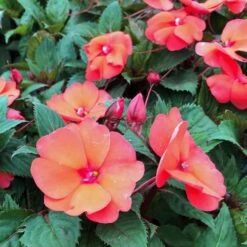 SunPatiens® Compact Hot Coral Impatiens Plant