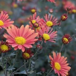 Coral Daisy Perennial Mum Plant