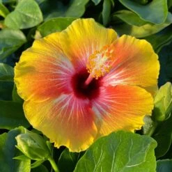 Cosmic Dancer Cajun Hibiscus