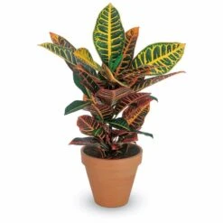 Croton Petra
