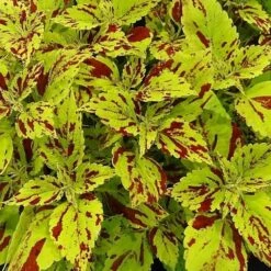 Curly Speckled Coleus Plant