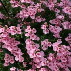 Darla Light Pink Diascia Plant